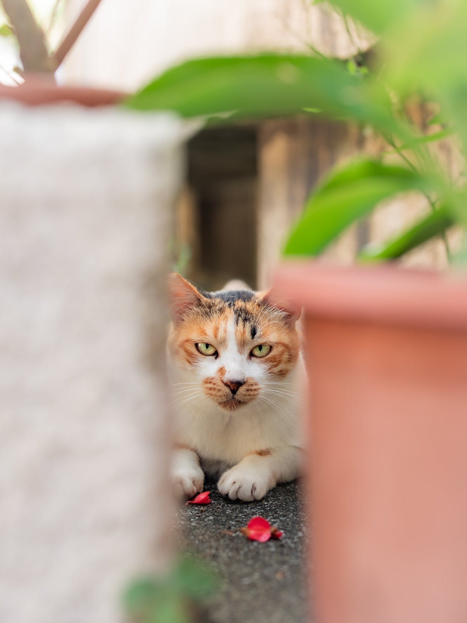 【まま猫(ΦωΦ）】注意→プロスペクターのみ１台です‼️ ふーてんの猫🐆 on X: 