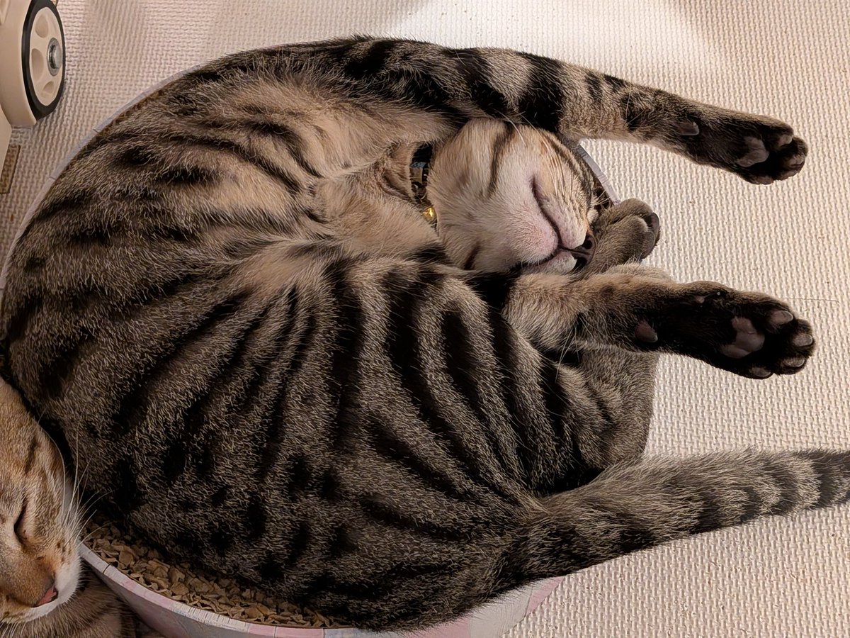 catShirushi's tweet photo. 皆様こんばんは
最近ようやく涼しくなってきましたね
夏が終わり秋が近づいてきてるのかな
それでもまだ暑いので熱中症対策しましょうね
今日の写真は手を伸ばして寝てるちぇんになります
#猫  #ねこ  #子猫  #子ネコ
 #猫好きさんと繋がりたい
 #猫のいる暮らし   
 #キジトラ猫  #キジトラ猫
#ちぇん https://t.co/NsejuUMCl2