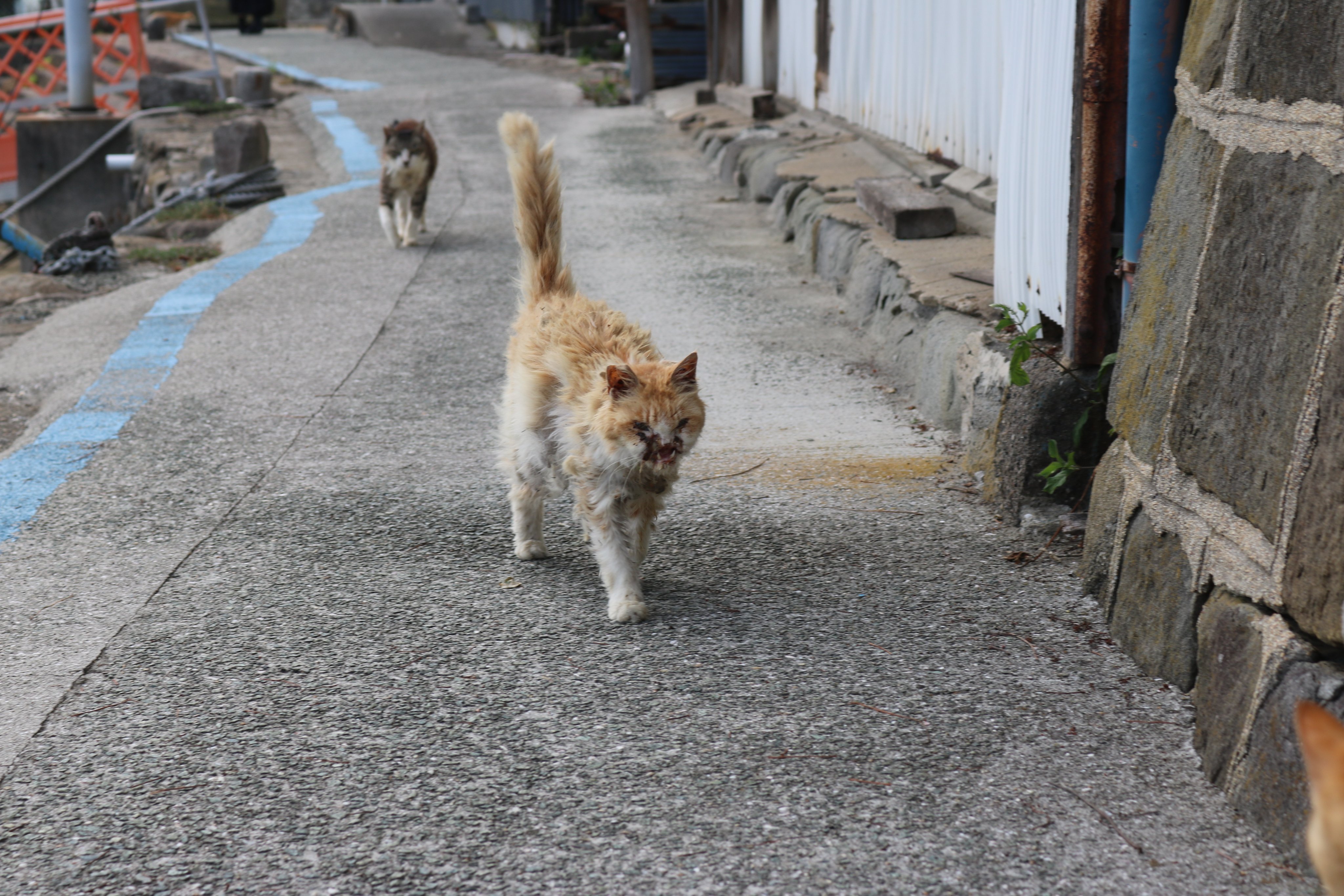 オアフ島から来た猫 On Cat Island, a cat came to see me off at the ferry! The