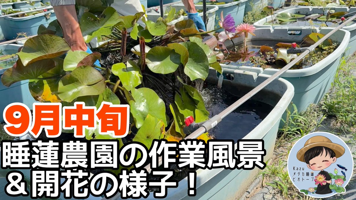 りこ様発注分メダカビオトープ♫茶色 りこ様発注分メダカビオトープ♫茶色 りこ様発注分メダカ