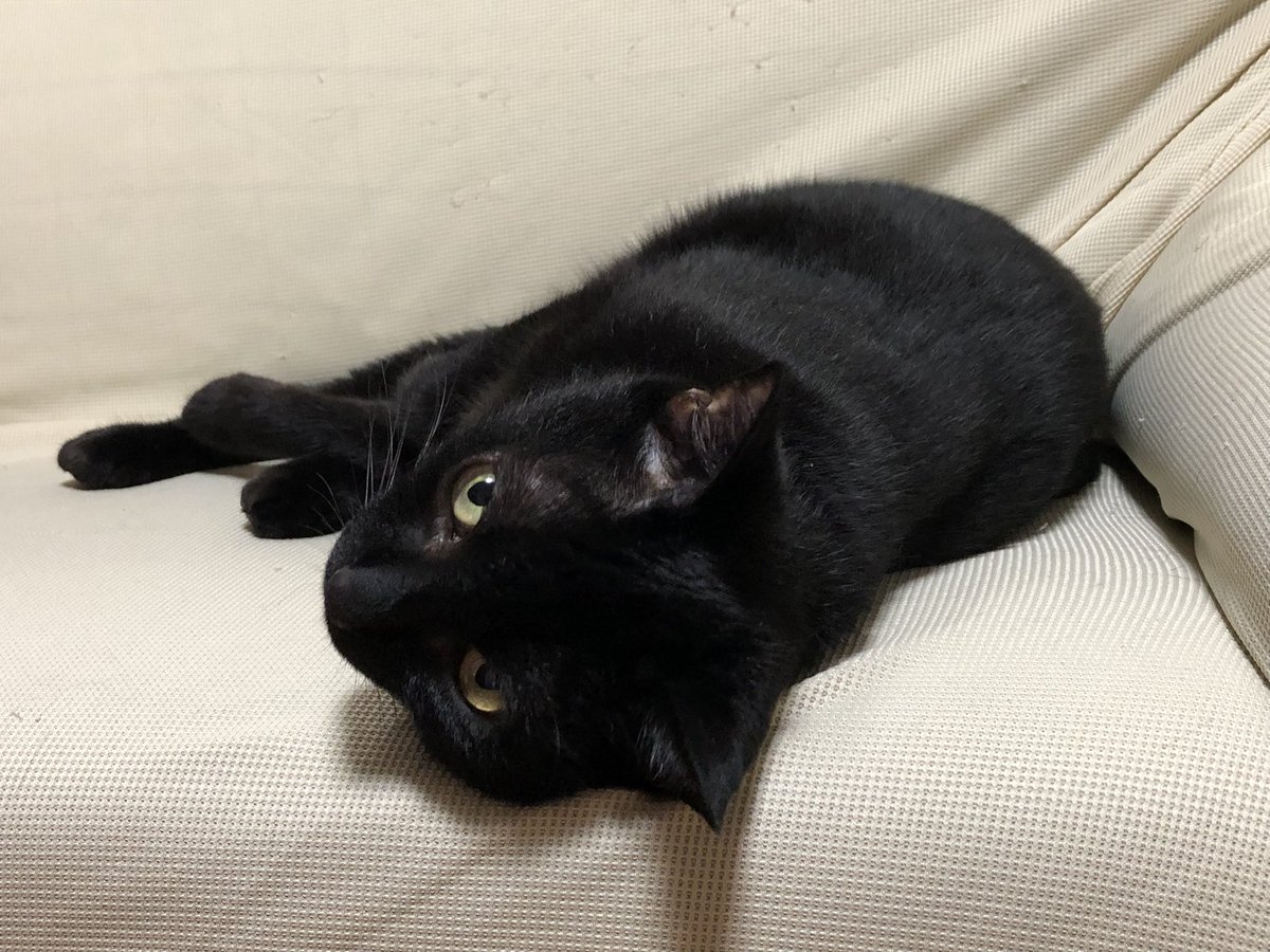 mintoand's tweet photo. 実は、うちのくろねこ、虹の橋を渡ってました。
今さらですが、お別れの儀式をします…。
茶トラの子の時は、ちゃんとお見送りまでしたけど、くろねこの時は、仕事代わってたから行けなくて…。
お見送りできなくてごめんね…。
うちの子になって幸せだったかな…？ https://t.co/V8yyyrXZ6R