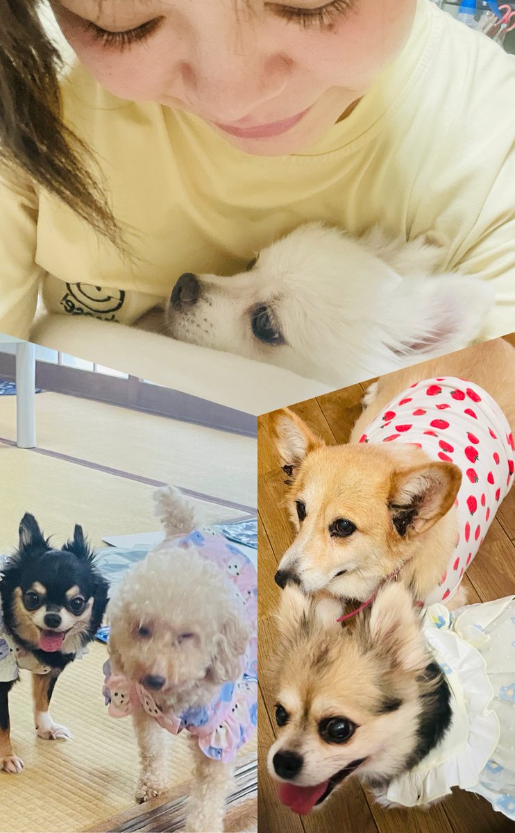 今日の夜ごはん🌙
蒸し料理でお腹いっぱい😋

連日の雷⚡️で桃が離れない⚡️
雷が怖いの今は桃だけ

コーギーのゆきも父の所ではおもらししてたけど、今はみんないるから大丈夫みたい☺️

#おうちごはん #夜ごはん
#蒸し料理 #ヘルシー
#ダイエット
#デカポメ #デカチワワ
#トイプー #チワワ