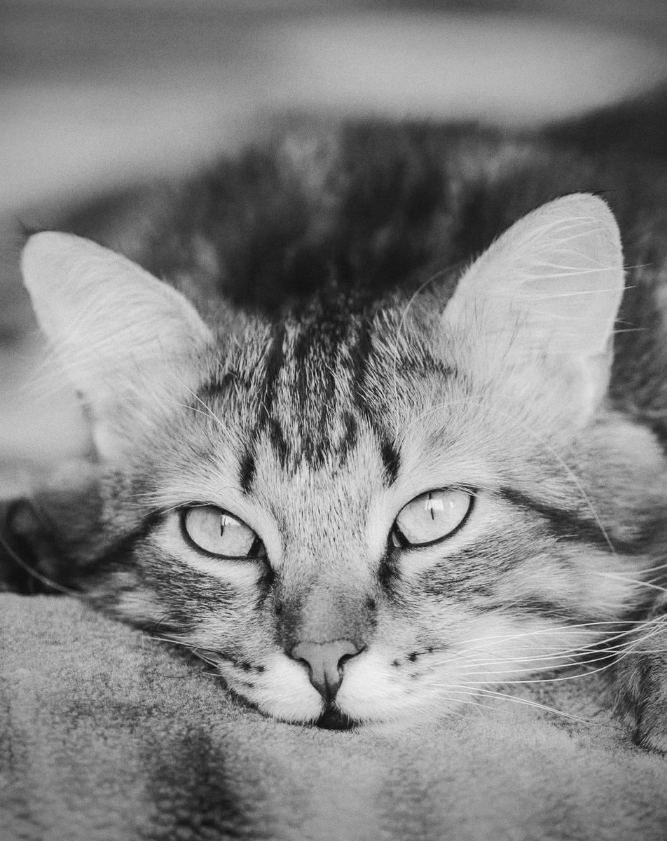 polaleks's tweet image. 