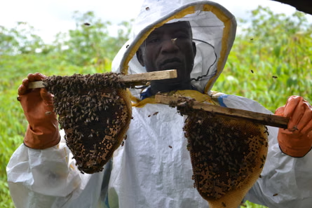 agribusinesszw's tweet photo. Starting Your Beekeeping Business? Here’s a Tip!

During dearth periods, when flowers are scarce, your bees still need energy to stay strong. Keep your colony healthy by:

✅Feeding them a sugar solution (1:1 sugar to water)
✅Providing pollen substitutes like soybean flour if natural pollen is not available

Read more here @AgribusinessZim 
https://t.co/UPFMOlZ4AV