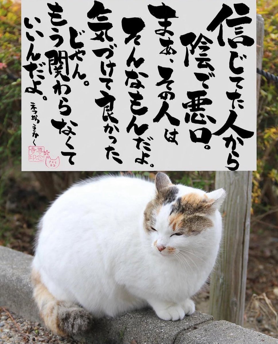 ネコさんから人間さんへ今日の一言