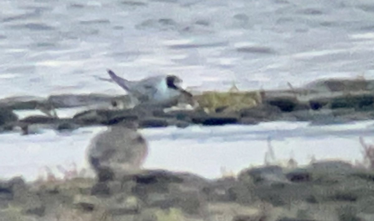 Ynyslas today; 14 Curlew sandpiper, 2 Little Stint, 2 Ruff, 17 Bl-t Godwit, 370 Ringed Plover, 650 Dunlin, 20 Golden plover, Juv Little, Juv Common + 8 Sandwich tern, 2 Greenshank, 87 Knot, 5 Turnstone, 35 Common Scoter on estuary. Whinchat, 4 Wheatear + 23 Stonechat in fields🏴󠁧󠁢󠁷󠁬󠁳󠁿