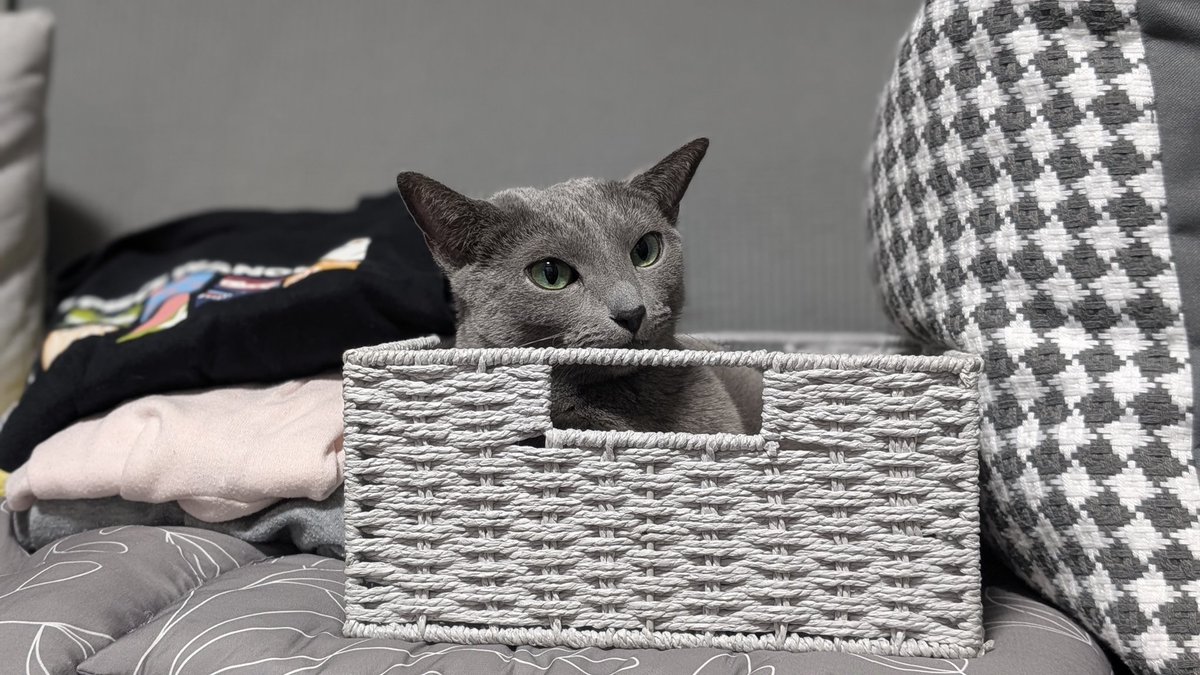 お風呂に行く際に着替えを入れとくために買ったかごを気に入りすぎて、ずっと入りっぱなしのねこちゃん
そうだよ、これはベッドだよ