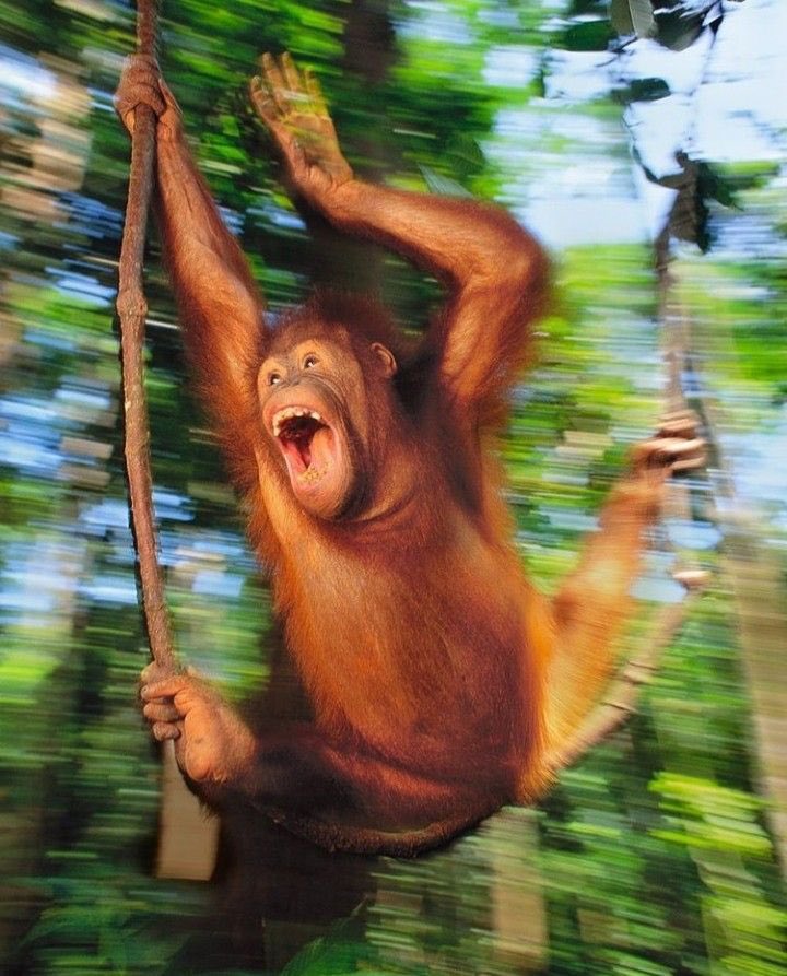 커미션 넣엇던 그림으로 주문제작한 코롯토😻😍😍❤️❤️ 오늘밤나는세상을다가졋다네