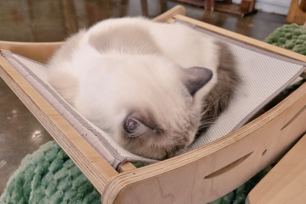 lapo5858's tweet photo. 🐈🐈‍⬛🐾💖✨️💕 https://t.co/5cmKJpNfGP