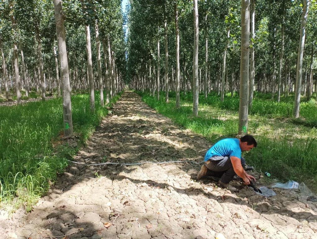 IfapaJunta's tweet photo. Una investigación del #IFAPA estudia en #Granada cómo maximizar el secuestro de #CO2 en las #choperas para combatir el cambio climático🌲
Plantar menos #árboles por parcela y reducir el laboreo del suelo permite aprovechar mejor los #nutrientes🌍
🌐https://t.co/vinSFc9FcU https://t.co/LO3EQEgvwC