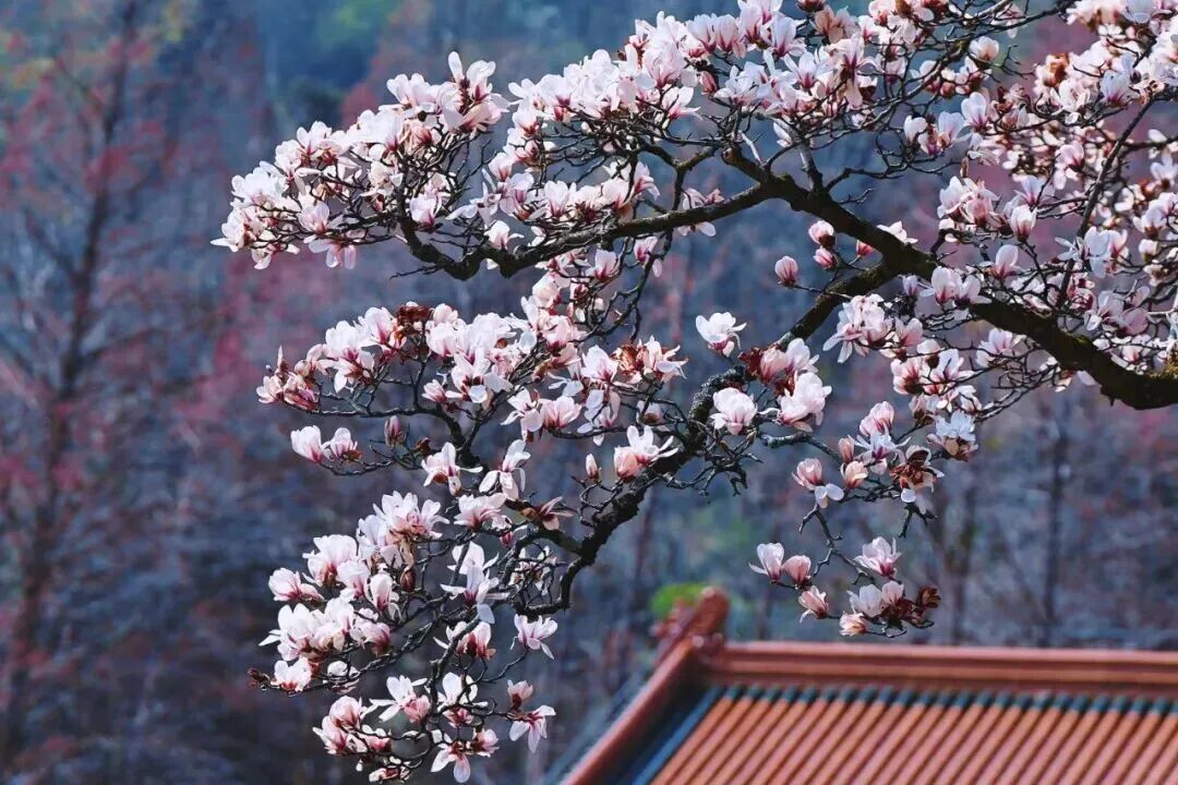 hangzhoufeel's tweet photo. 3-day countdown to the #5thWCBR! The four seasons at the #TianmuMountain⛰️ are a feast of colors: magnolias in full bloom in spring🌺, lush green forests in summer🌞, golden leaves in autumn🍂, and snow-covered landscapes in winter❄️. #LinAn #BiosphereReserve https://t.co/b1ILA9da61