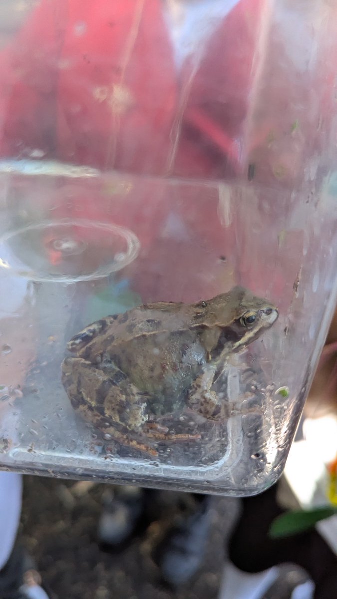 Smores, making nature necklaces and painting clay, such a perfect morning for our Busy Bees and then there was great excitement when we rescued Woody the 🐸 #CTSforestschool <a href="/headcherrytree/">Cherry Tree Headteacher</a> <a href="/CTS_Watford/">Cherry Tree Primary School</a> <a href="/MissDacostaCTS/">Miss Dacosta</a> <a href="/MissPenfoldCTS/">Miss Penfold</a> <a href="/CherryTreePST/">Pastoral Team</a>