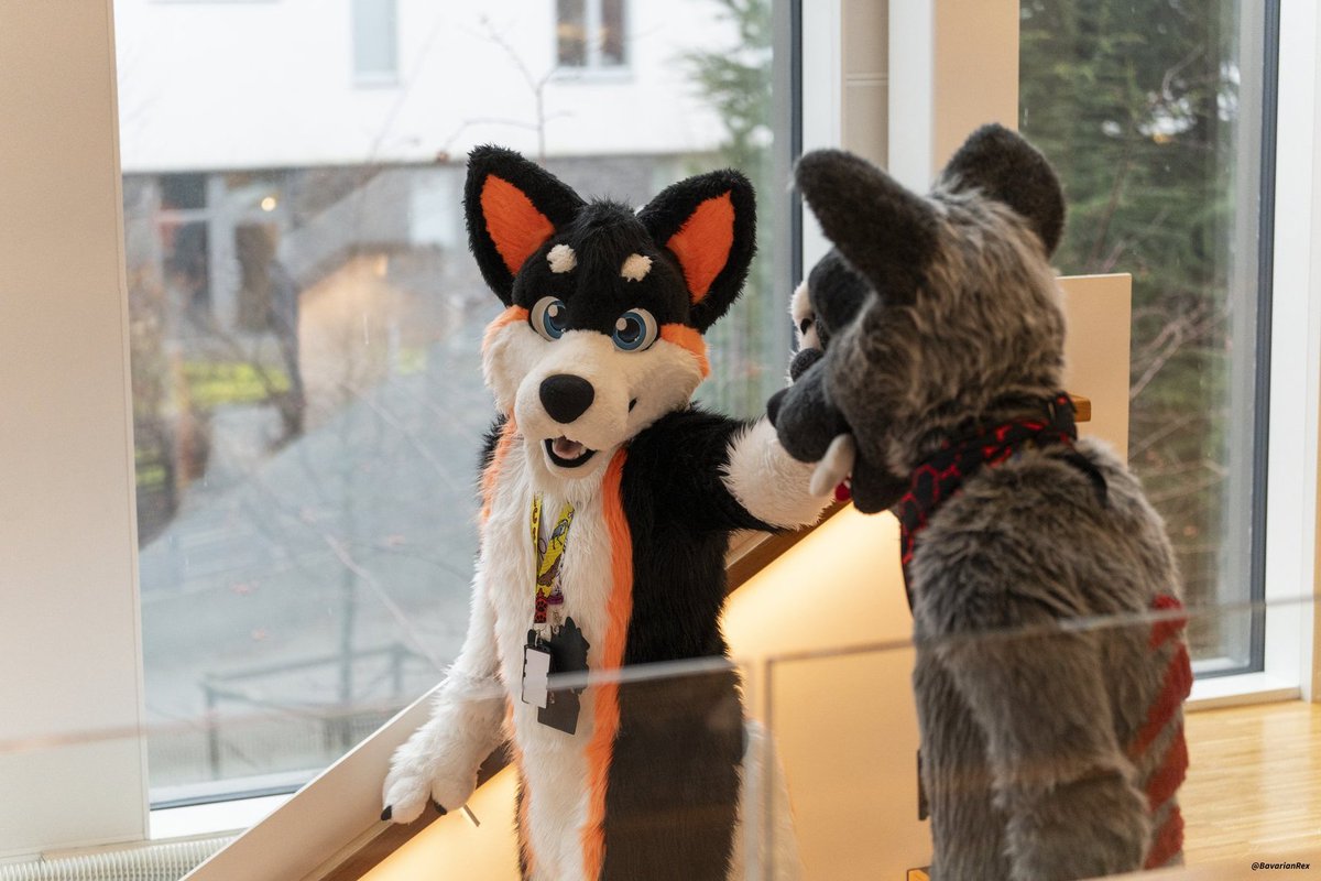 🐶🐺

📸 <a href="/BavarianRex/">Rex</a> 
✂️ <a href="/r5suits/">R5Suits (Rodney) 🌰12 years of talent✨</a> 

#FursuitFriday