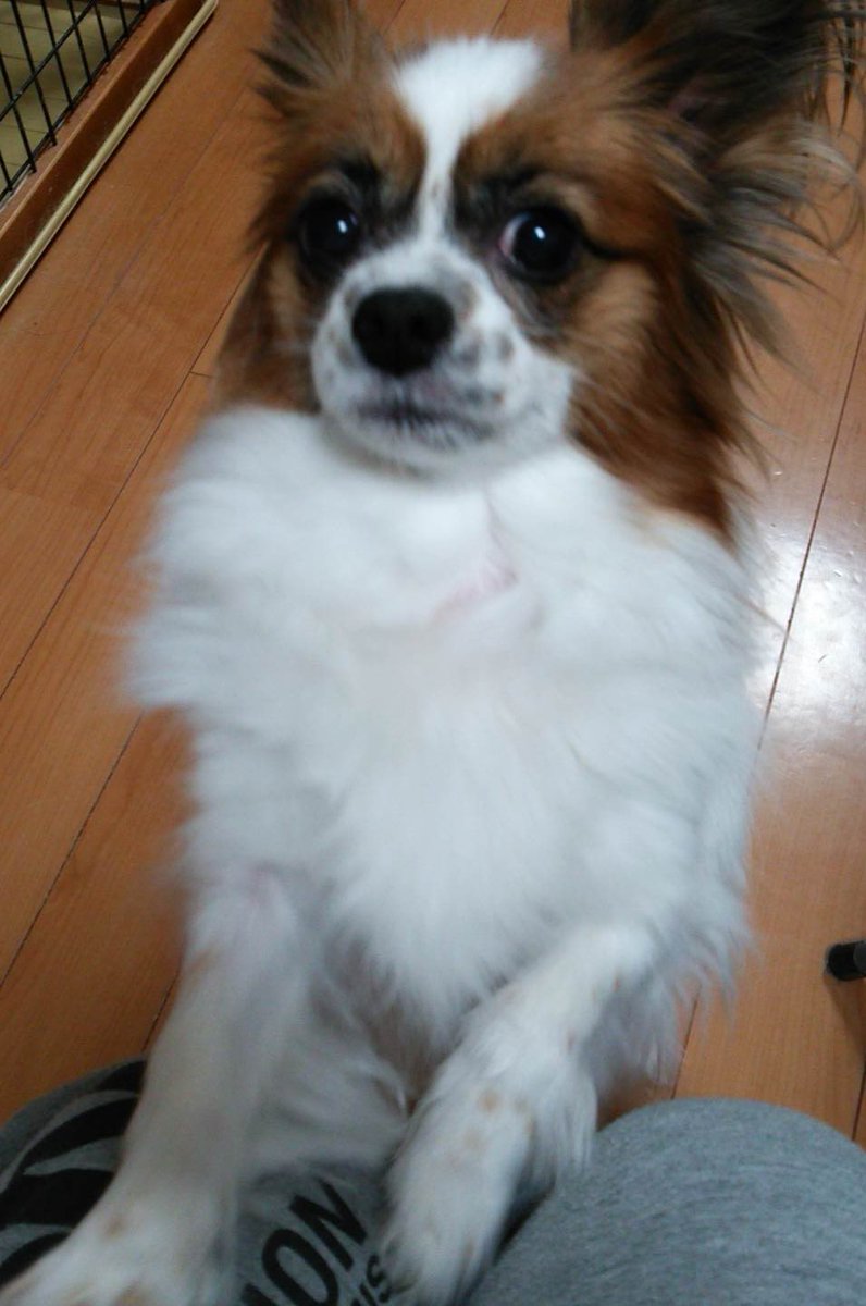 🐶若い頃は目の周り黒かったイッヌ
🐾2015年12月📷

🌡30度超えないと涼しい🍃𓂃𓈒𓏸︎︎︎︎
🌙今日も一日お疲れ様でした⭐️
🛌おやすみなさいぬん🐾