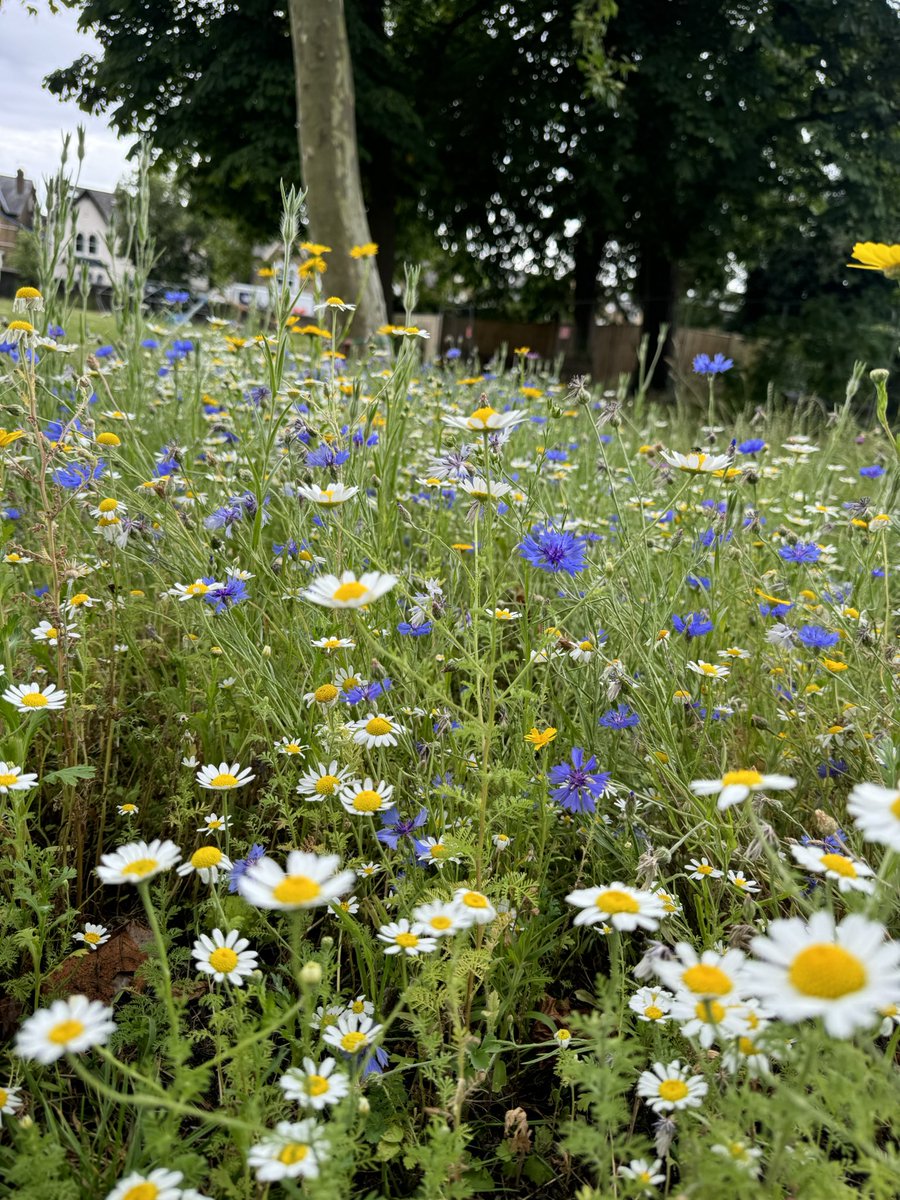 Louis Macklin tweet media