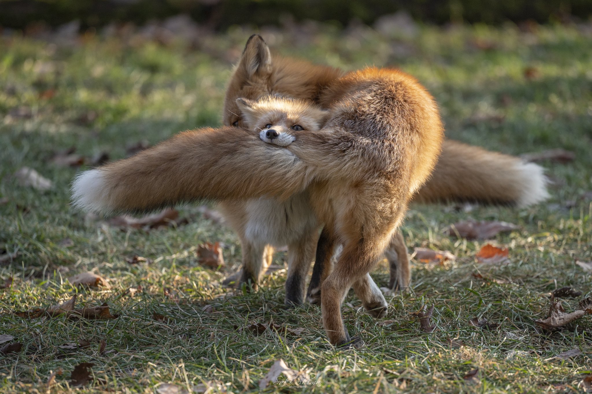 きたきつねページになります＊ Cheng-Ren🦊🐺 on X: 