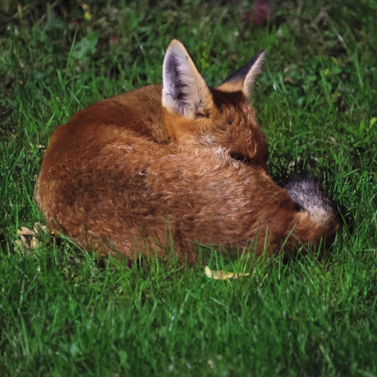 My #FoxOfTheDay in the garden in Clapham last night.