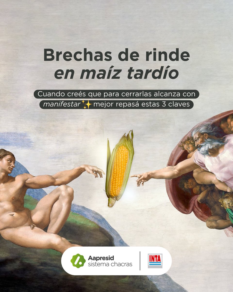 🧵HILO - Red de maíz tardío: claves de manejo

🔎La caída en los niveles poblacionales de chicharrita anima a apostar al maíz tardío. 

El experto de la Red de Maiz Tardio de Aapresid adelanta 3 claves para achicar brechas.⬇️