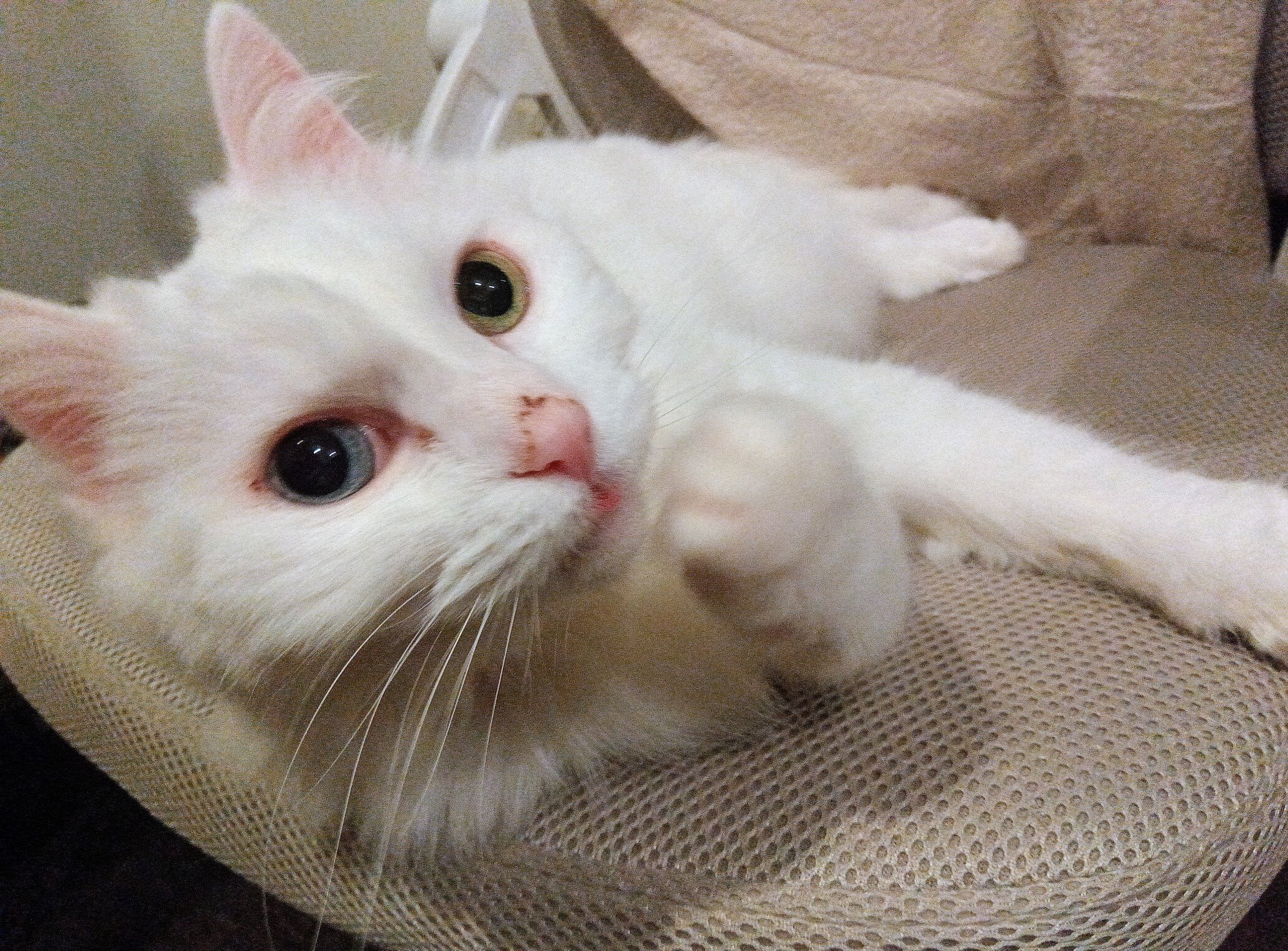 ネコ可愛いです*\(^o^)/* Amazon | [sanyuexiaozai] 猫首輪 セーフティバックル 安全