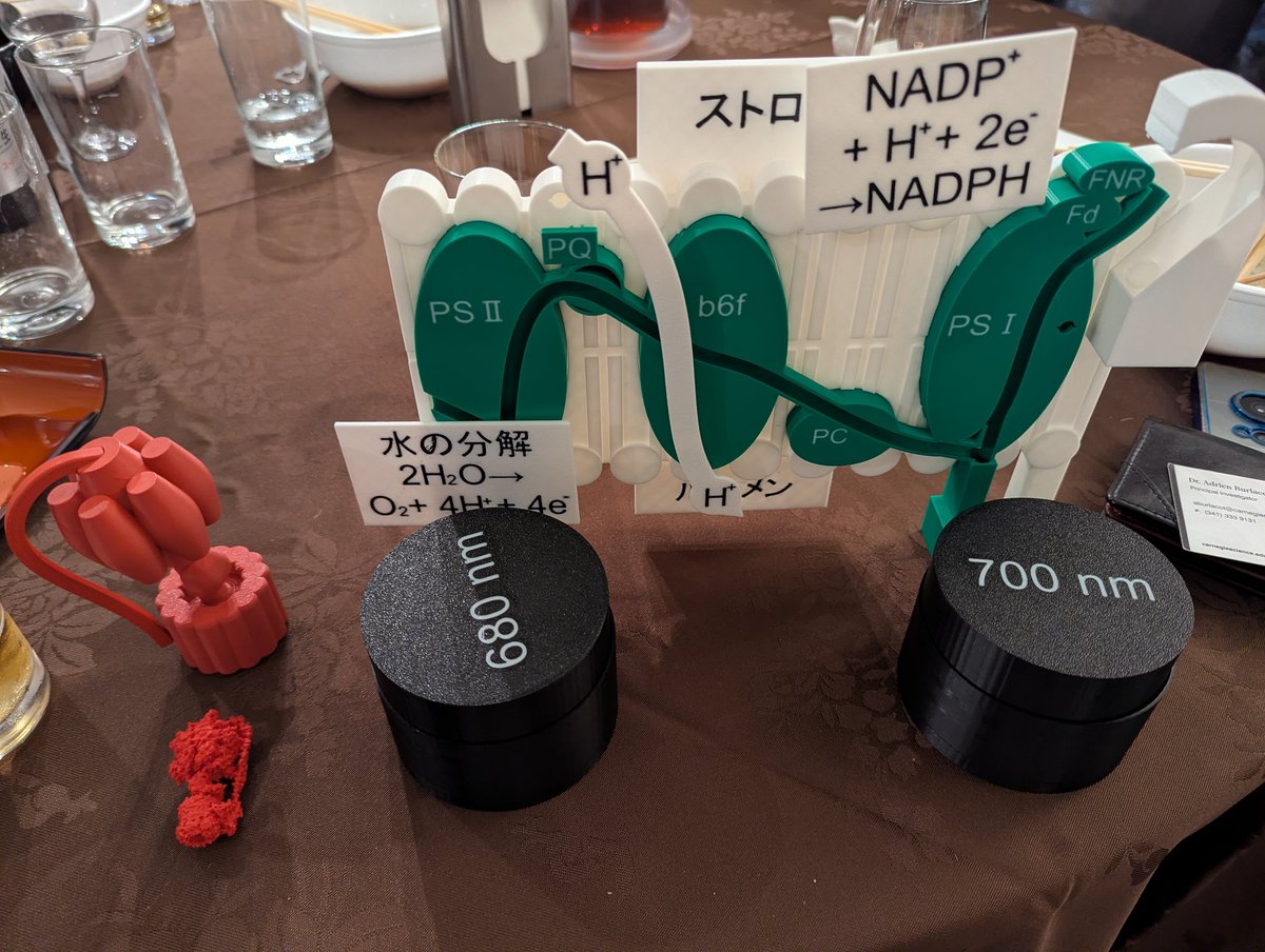 I'm blown away by the designs of <a href="/plantbymicro/">植物顕微鏡写真(趣味)</a> he recently developed for photosynthesis 👀😱🤯
The electron even moves in the photosynthetic electron transport chain! 👀
