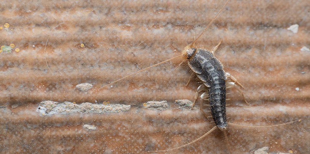 koutpestcontrol's tweet image. Key Signs You Need to Hire a Silverfish Exterminator in Vancouver! Visit &amp;gt; tinyurl.com/mwuu7v4w

#silverfishcontrol #silverfishremoval #pestcontrolvancouver #vancouverpestcontrol #silverfishinfestation #homepestcontrol #pestremovalservices #silverfishproblem
