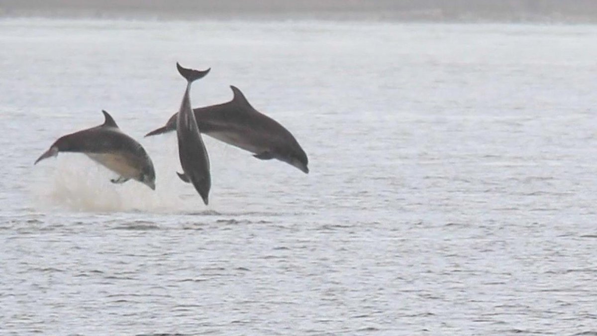 Elaine O'Reilly caught this \, image size:1200x675