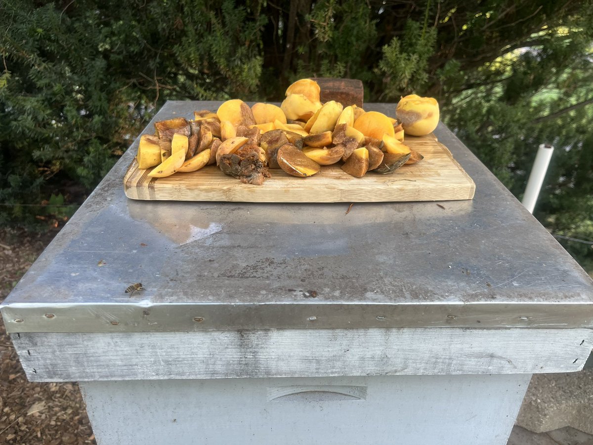 The peach tree grew peaches this year but not really great for human consumption but maybe the dinosaurs and bees will like them.