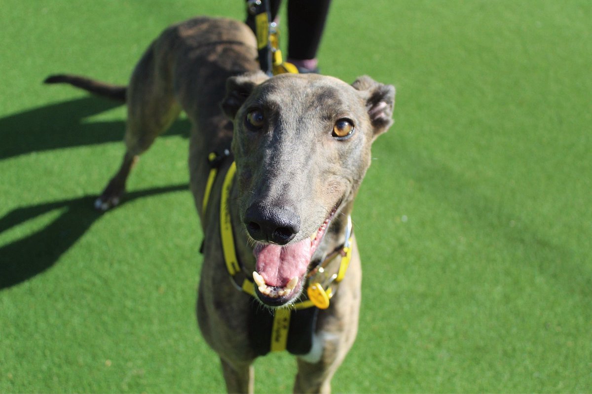 Smile, it’s Friday! 🥳

Mickey is a stunning greyhound who is looking for his first (and forever) home after retiring from racing 🙌🏻 Could you be his special someone? 🧡