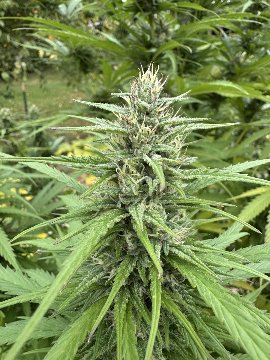 Shane 🎸 tweet media