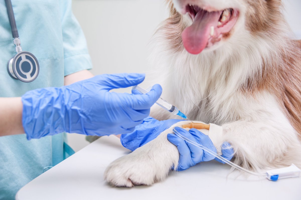 In our latest #AnimalPainAwarenessMonth blog, we’re exploring how #VetStem Cell Therapy not only supports healing but also works directly to reduce both acute and chronic #paininpets. Check it out at the link below! 
blog.vetstem.com/vetstem-cell-t…