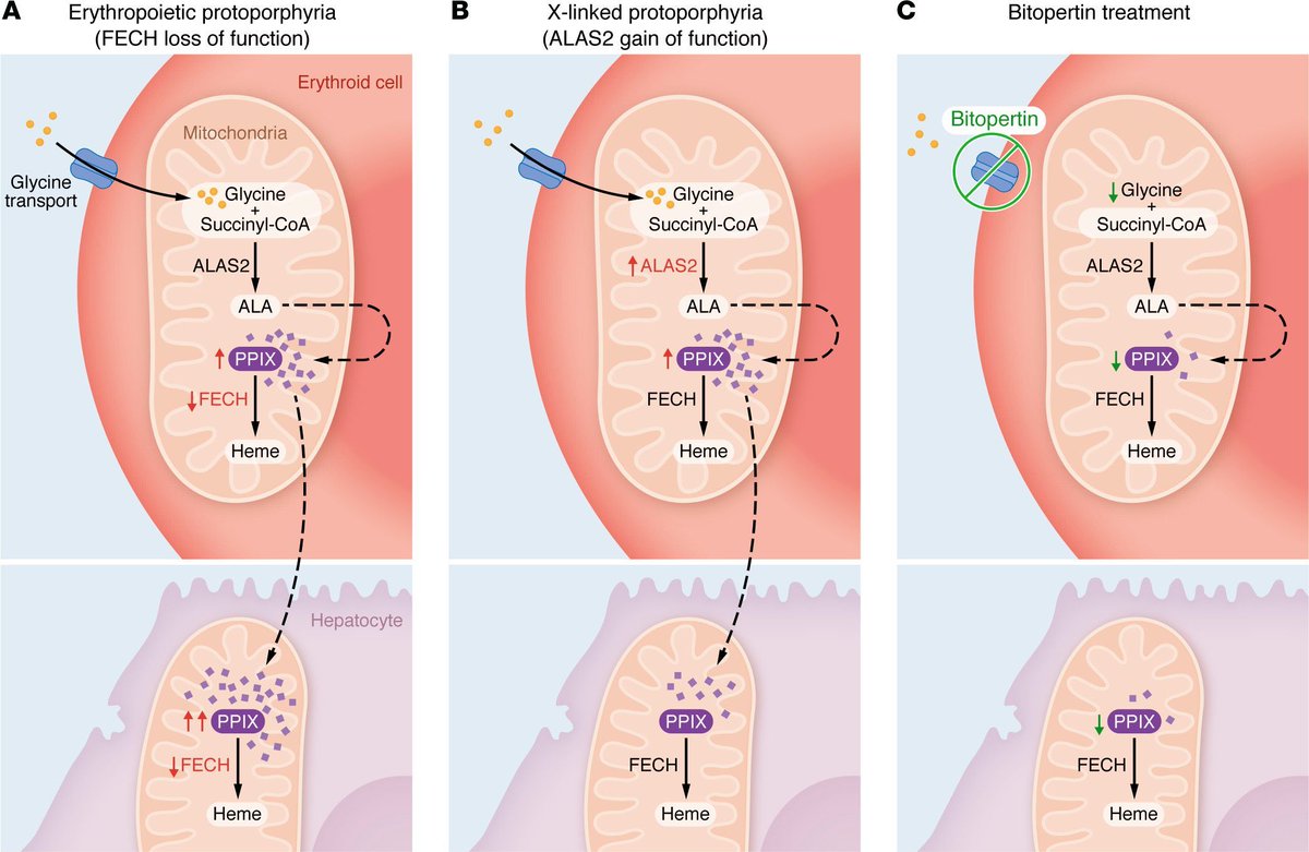 Journal of Clinical Investigation tweet media