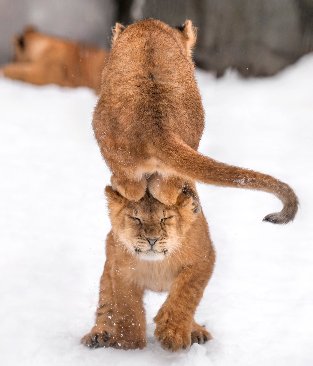 着地成功！100点満点