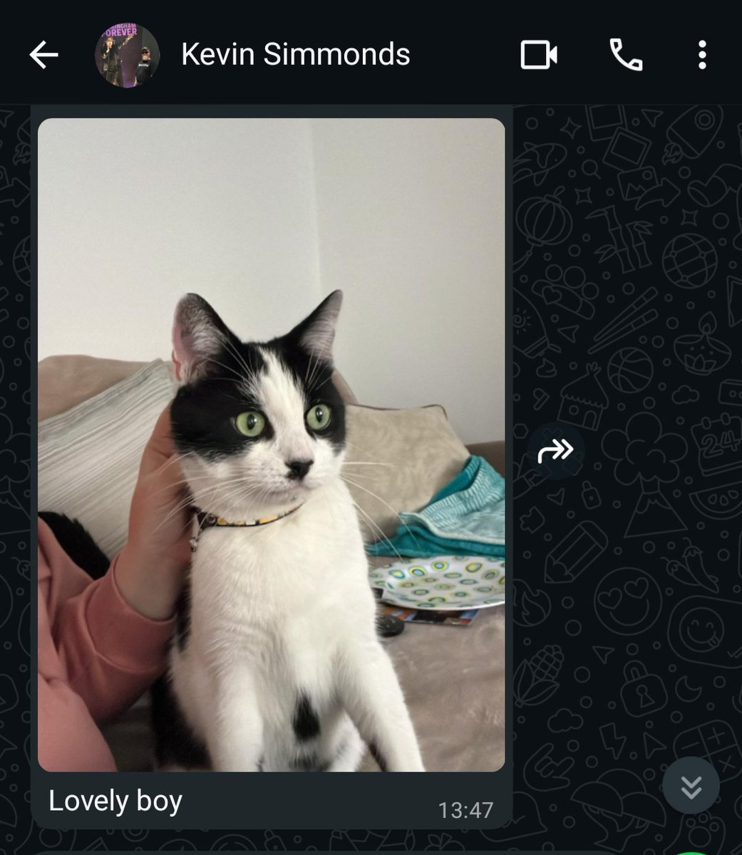 #Hedgewatch So far my abandonment has been a success. The chetdate is that I'm a lovely boy said Auntie Victoria 🥰🥰🥰