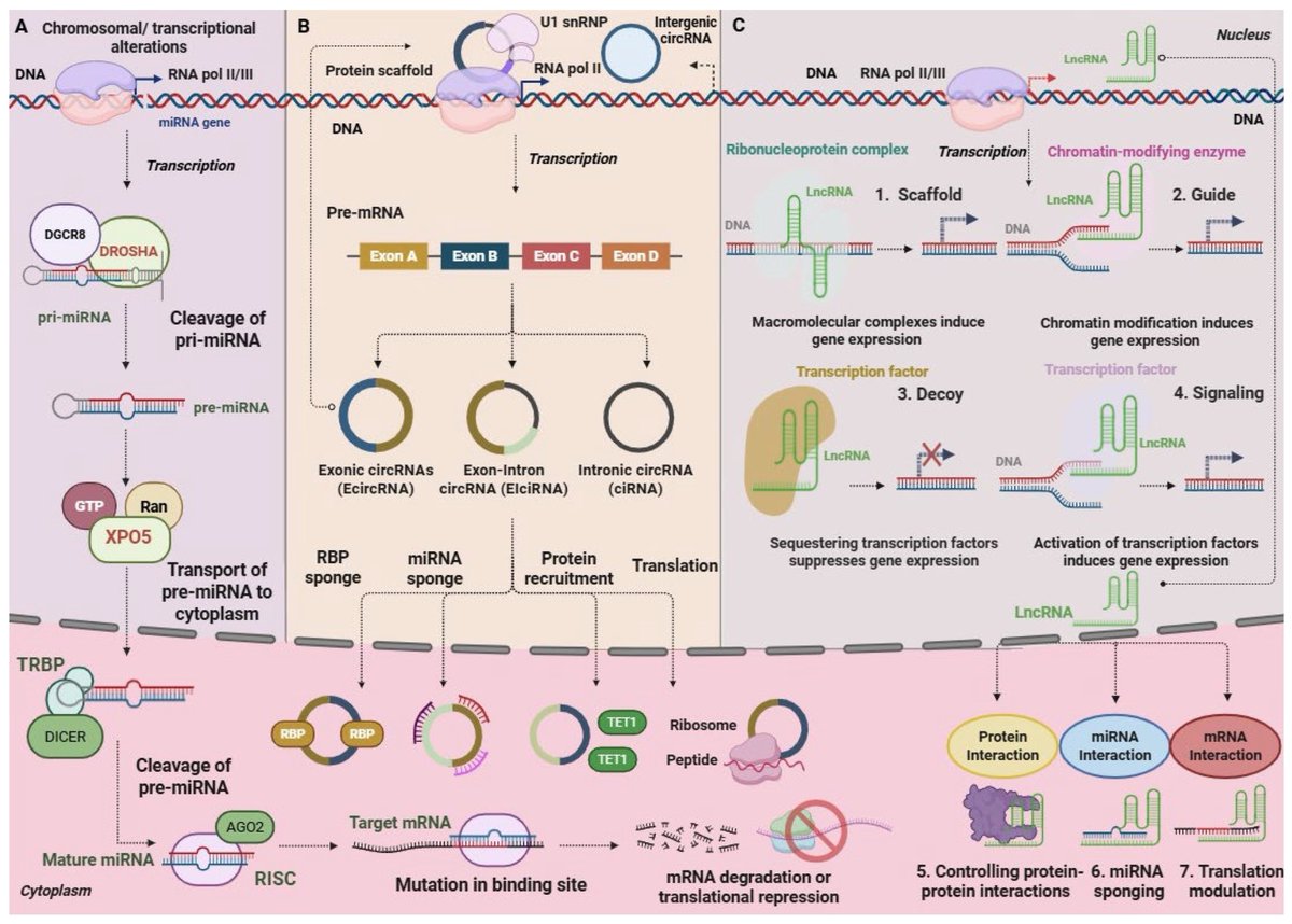 LabMedMDPI's tweet image. 🎊New article published! 
"Non-Coding RNAs in Health and Disease: From Biomarkers to Therapeutic Targets" 
by Marios A. Diamantopoulos et al. 
📚Full paper at mdpi.com/2813-9038/2/3/…
