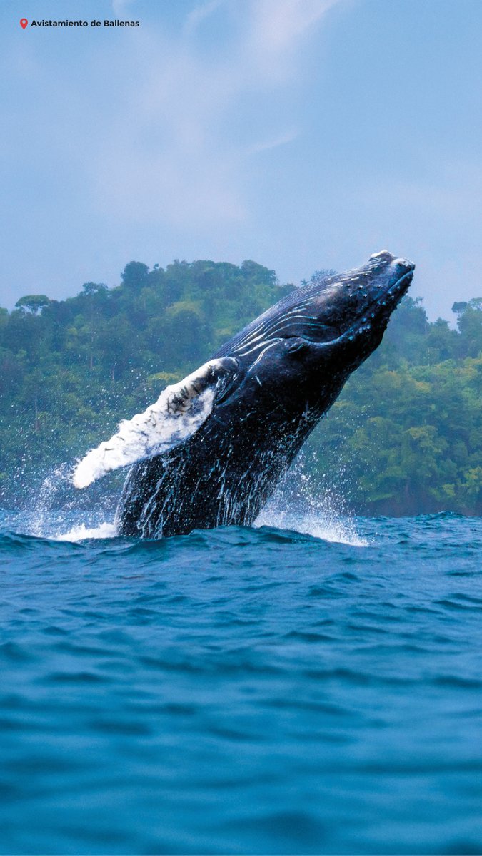 ¡La espera casi termina! La temporada de avivamiento de ballenas de Panamá está a punto de comenzar.
Desde julio hasta octubre, tendrás la oportunidad de admirar a estas impresionantes criaturas en su hábitat natural. Descubre Perlas, Taboga, Chiriquí y Coiba.
#VisitPanama