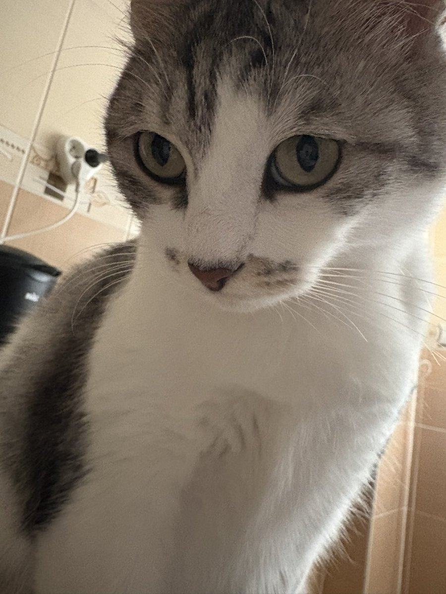 Evimisde yemek yer midinis