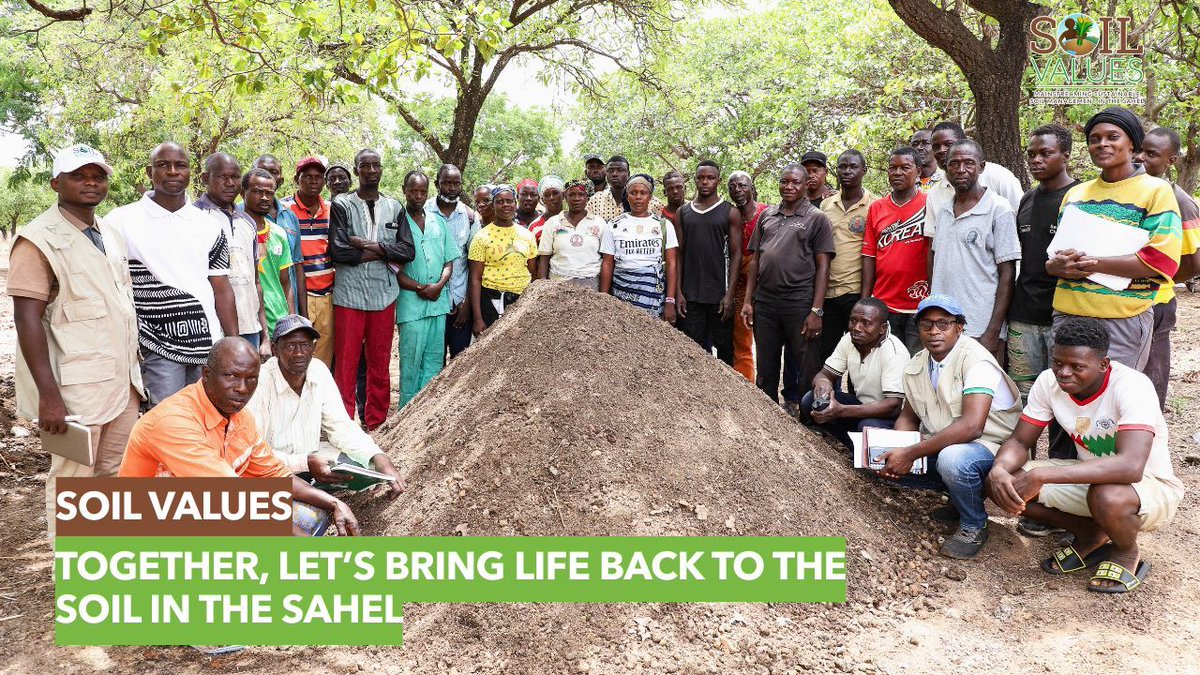 IFDCNWAF's tweet photo. Au milieu des vastes étendues du Sahel, l'érosion des sols et les effets du changement climatique sont des enjeux majeurs. Pour y remédier, le #SoilValuesProgram financé par les Pays-Bas, s'impose comme une initiative audacieuse et inclusive.

https://t.co/wgRaQJdAjX 
#SoilHealth https://t.co/goZIaHnGe8