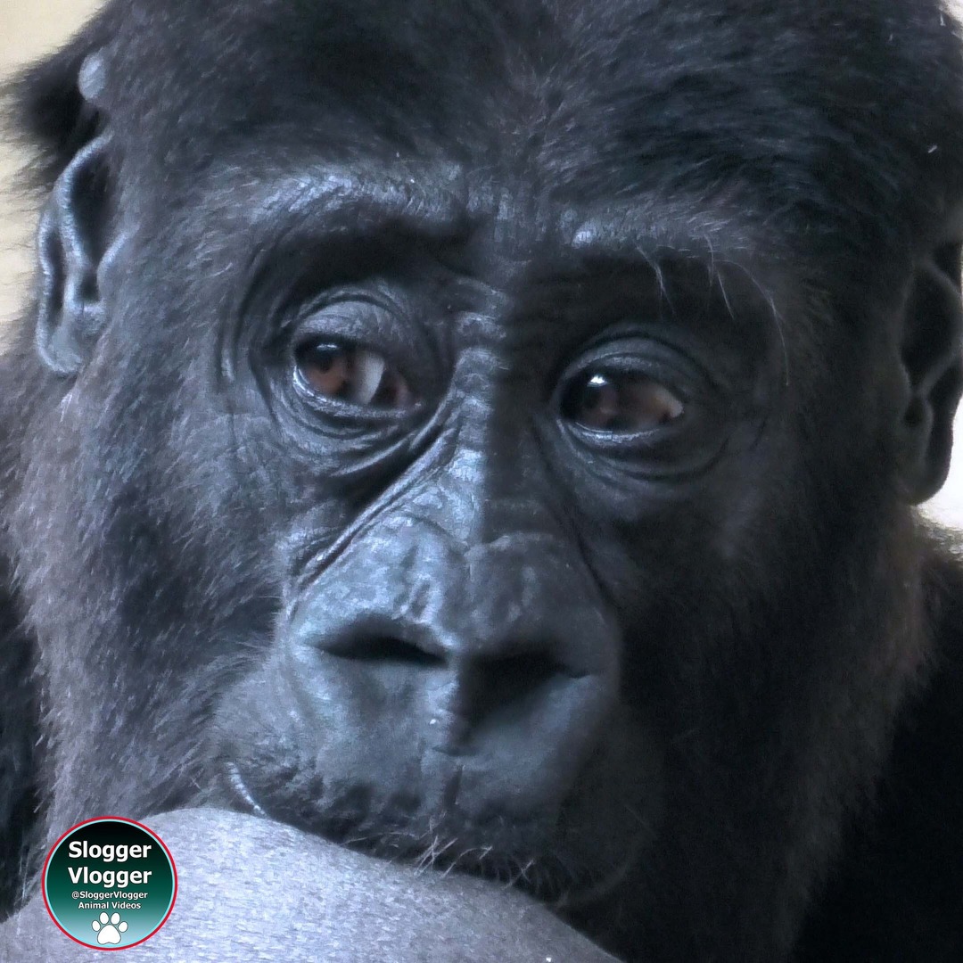 Gorilla Santu from the Zoo Krefeld. Videos on my SloggerVlogger YouTube channel. 
#zookrefeld #gorillasantu