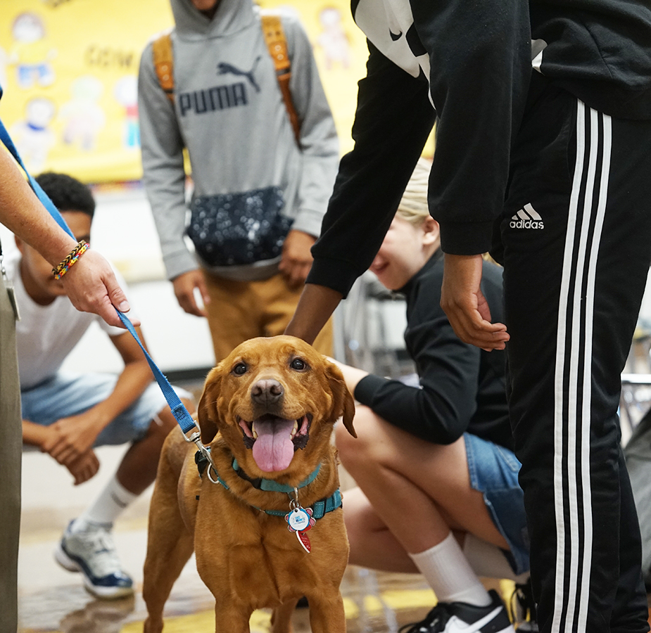 Gateway_SD's tweet image. Whether it&apos;s Kyla, Ranger, Roxie, or Ben, Gateway&apos;s crew of four therapy dogs are always lighting students&apos; and staff&apos;s faces. Hit the link to learn how these canines are making a big difference. parentsquare.com/feeds/58867385