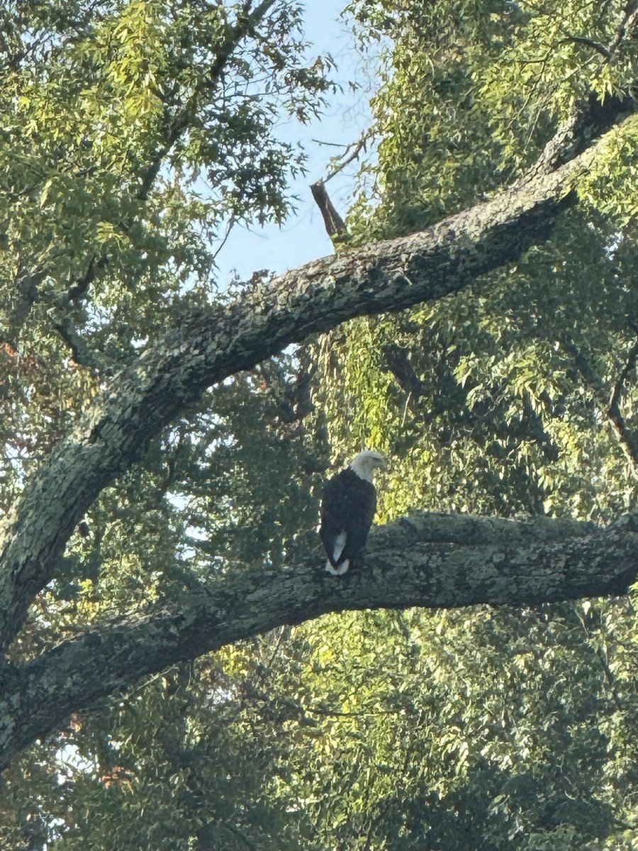 CoreyBBrooks's tweet image. Day 19 🦅 We’re just 8 miles from Trenton, NJ to reach today’s destination. On the way, we spotted this incredible Bald Eagle reminding us of strength &amp;amp; freedom. Keep walking with us!

Give here: tiltify.com/project-hood #WalkAcrossAmerica #OneMillionSteps
