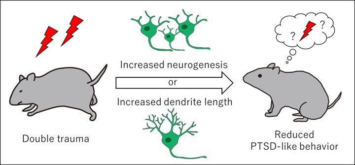 Exercise helped mice overcome traumatic memories and PTSD-like behaviors via growing new brain cells in the hippocampus.

You can boost new brain cell growth too through exercise, learning new things, socialising, quality sleep.