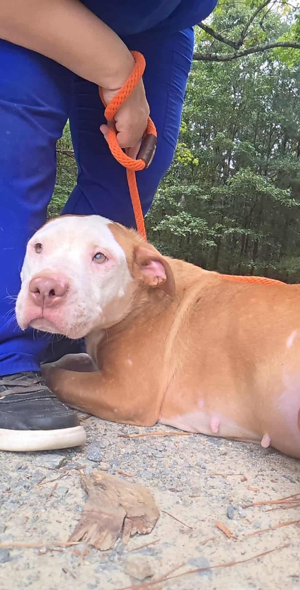 This is Apple.
Apple was a cruelty confiscate w/her sister.
She is 1 yo w/a body covered in scars.
She is heartworm + &amp; needs double entropion surgery.
She was within minutes of being killed for space.
She matters.
If you have a few 💵 ta spare for vet ♥️
rescuecoop.org/donate