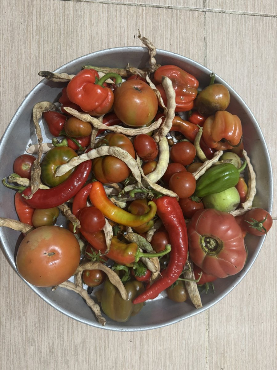 fatihcolak19831's tweet image. Anadolu topraklarına ilk gelen domates bilinenin aksine iri köy domatesi değil bugün çeri adı verillen (biraz daha küçüğü) domatestir. 1799-1825 yılları  arasında İngiliz Konsolosu olan John Barker cebine koyduğu bir kaç domates tohumuyla Osmanlı’yı domatesle tanıştırmıştır. Bu…