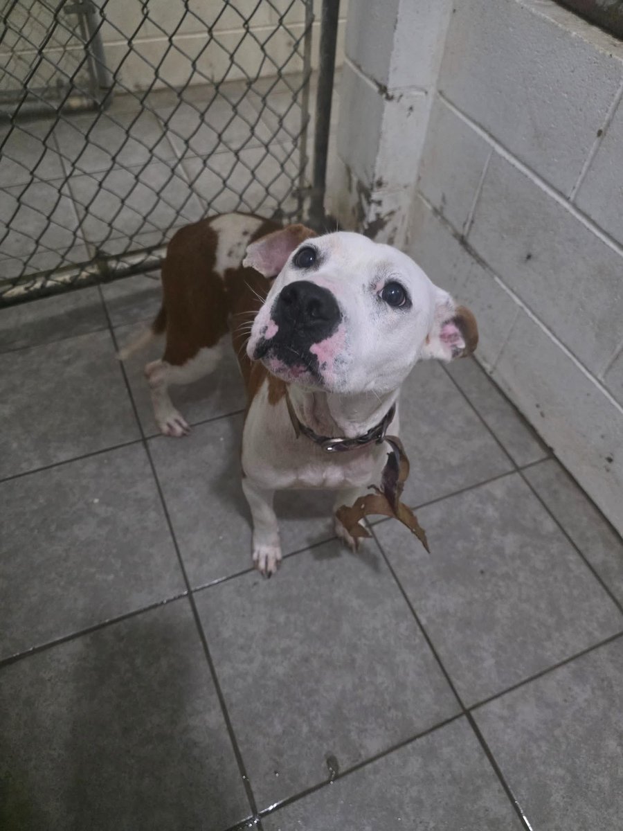 It’s $5 Fri!
This is Autumn.
She is her sister’s hero.
She was found hanging over a fence by her chain-hanging herself to get free.
Police came &amp; confiscated her &amp; her sister for cruelty.
They are 1 yo w/bodies covered in scars.
Then euth listed for space.
rescuecoop.org/donate