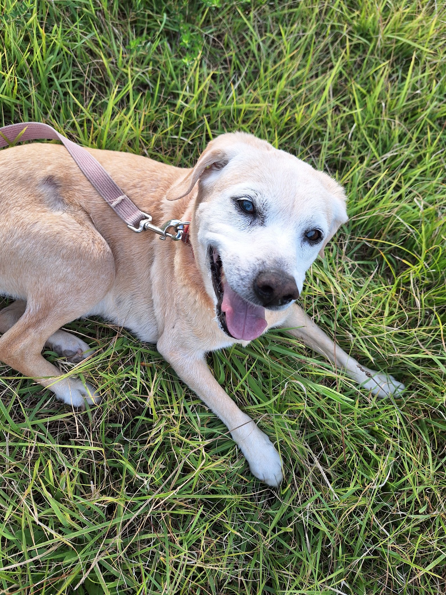 ゆきのお散歩※゜様の専用ページ ハッピーパパ（hhyouki） on X: 