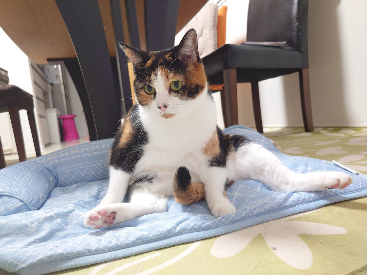 三毛猫♡ おねだり三毛猫｜WooBia公式オンラインショップ – WooBia