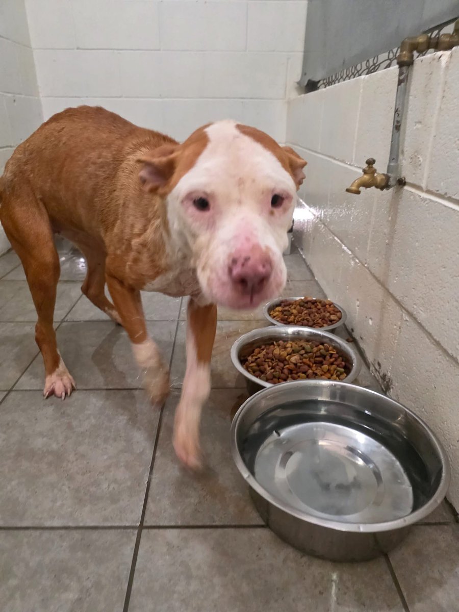 Pals!
It’s $5 Friday!
Our vet feels Autumn &amp; Apple were bait dogs. At 1 yo, they have scars they shouldn’t have.
Both HW +, Apple needs double eye surgery too.
We have a $250 donor match taday!!!
rescuecoop.org/donate