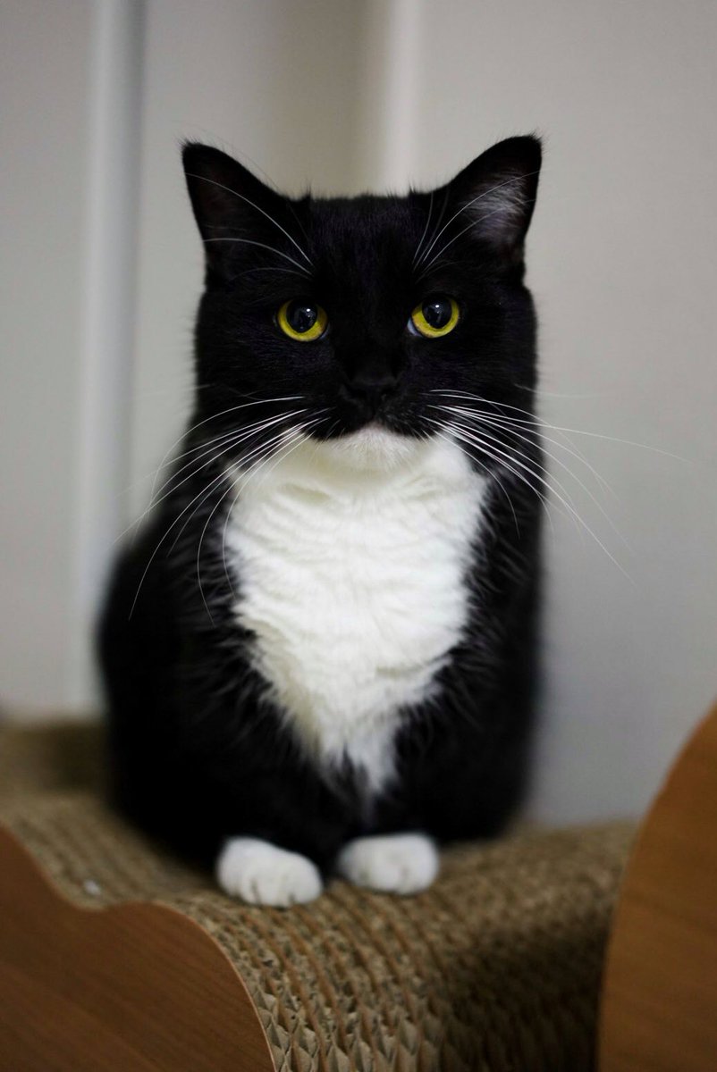 I’m such a good boy… so maybe? :3