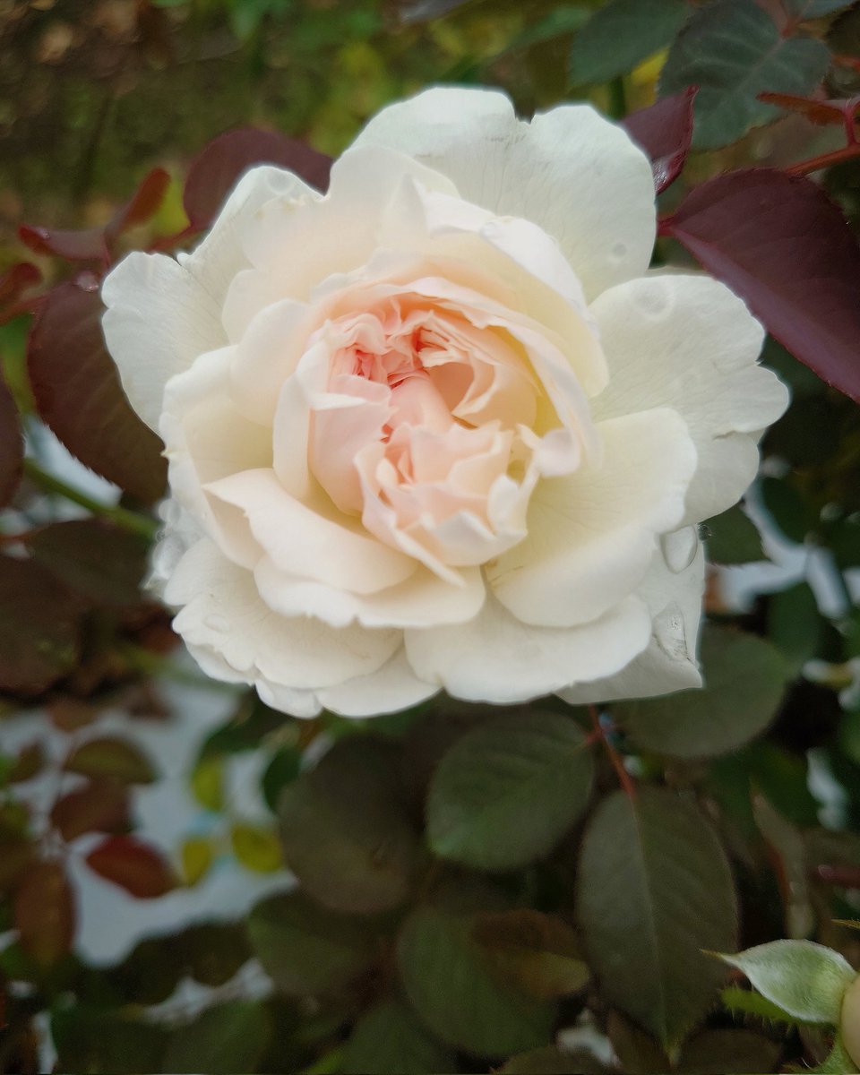 忽滑谷 史記 @Apple Roses (@f_nukariya) / Posts / X