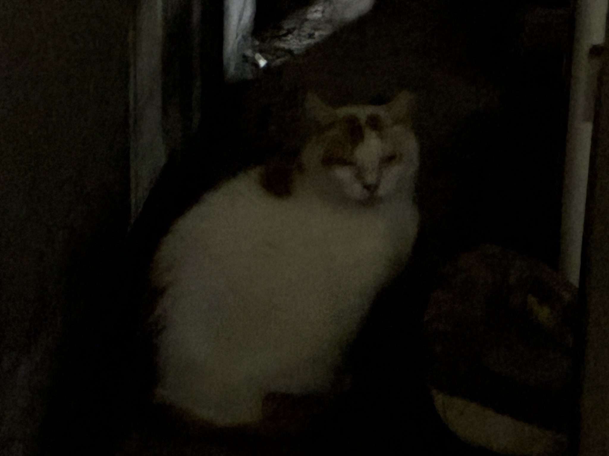 ねこ こたつのねこたちLIVE配信 230318 - YouTube